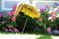 Marabou5