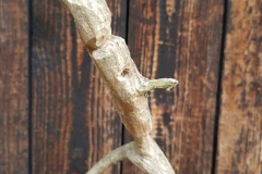 Maennchen-2-scaled